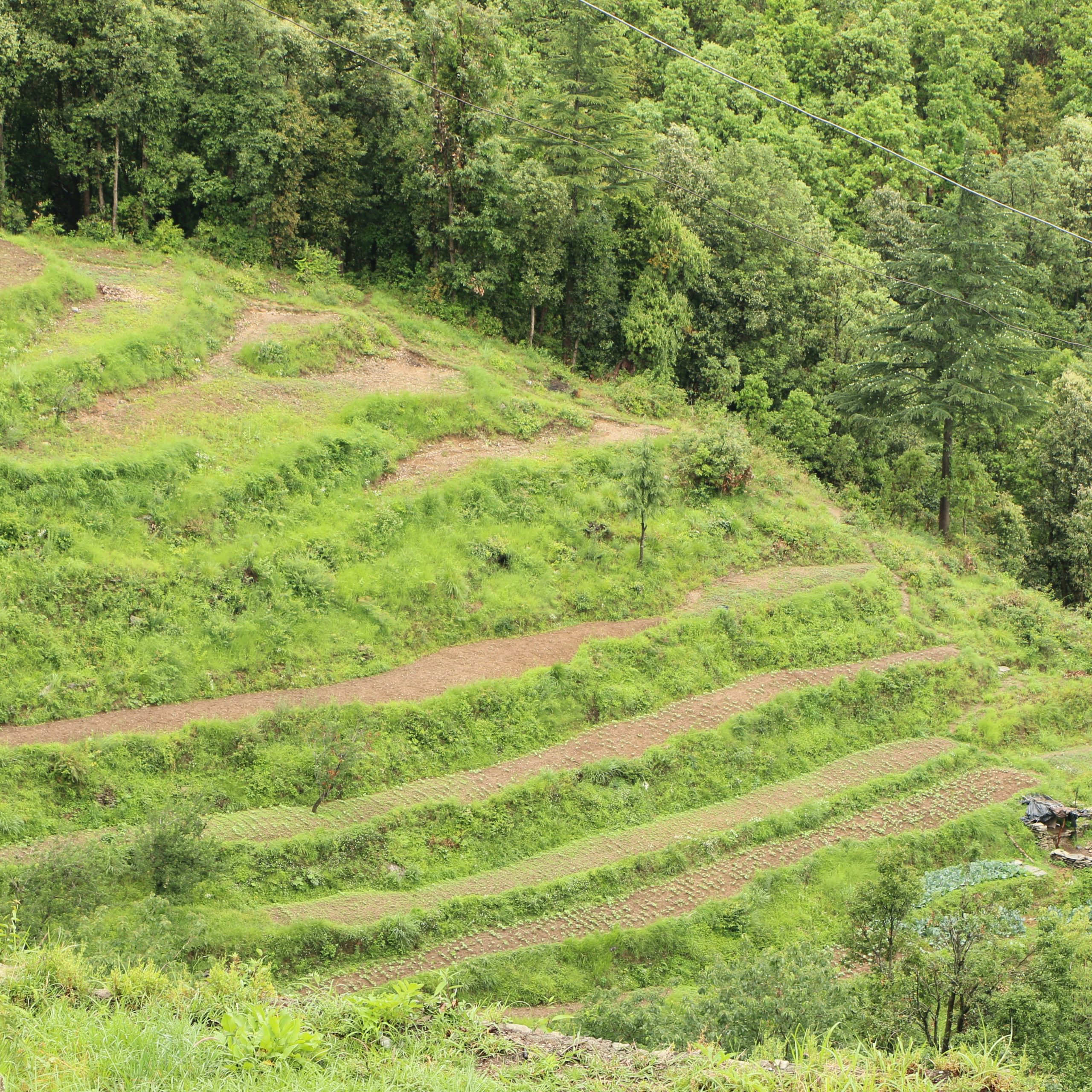 Ranikhet